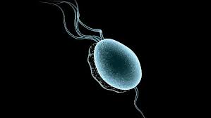 Co je trichomoniáza u dětí a jak ji léčit