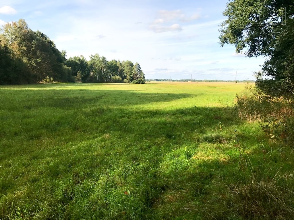 Co je trvalý travní porost: Vysvětlení a praktické rady