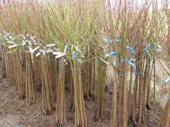 Co je prostokořenný stromek a jak ho vysadit na zahradě?