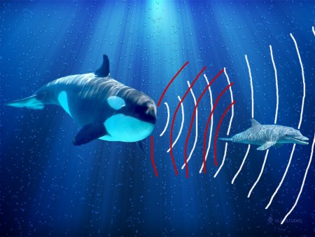 VÍTE JAK FUNGUJE V PŘÍRODĚ ECHOLOKACE?