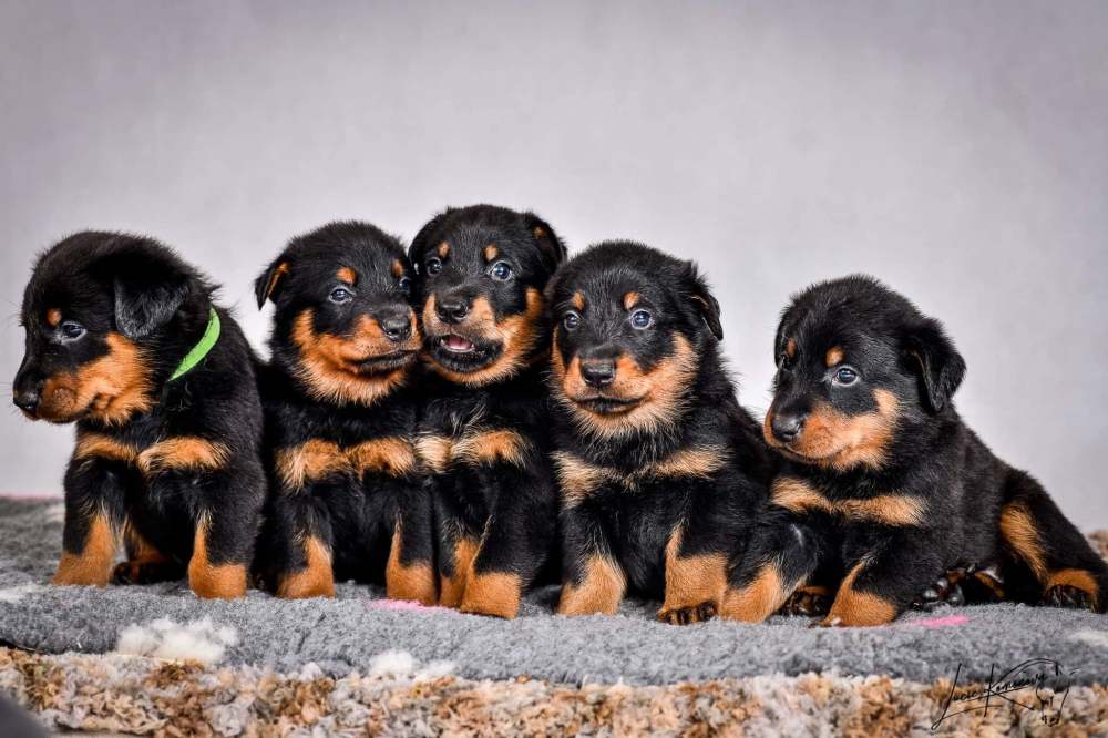 Jak dlouho roste pes - fáze růstu pejsků