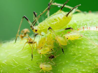 Jak na mšice: Přírodní a účinné metody