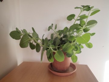 Jak množit rýmovník: Rady a tipy pro rozmnožování