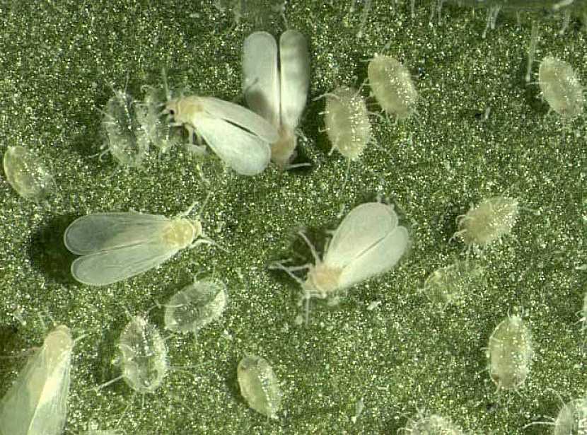 Jak na molice: Tajemství účinné likvidace