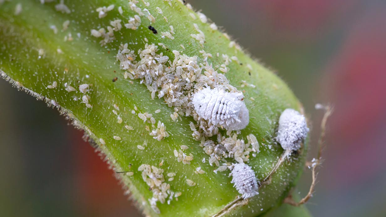 Jak na svilušky: Ochrana rostlin proti malým parazitům