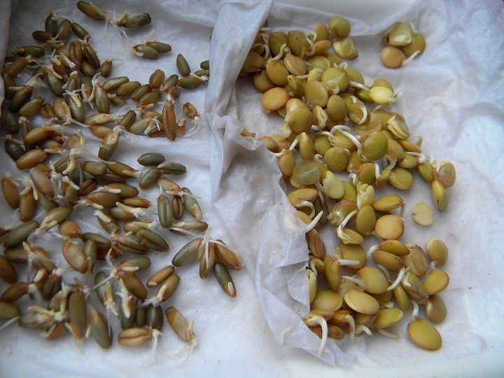 Jak naklíčit čočku - postup, tipy a zdravotní benefity