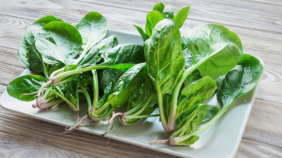 Jak pěstovat špenát - rady pro snadné a úspěšné pěstování
