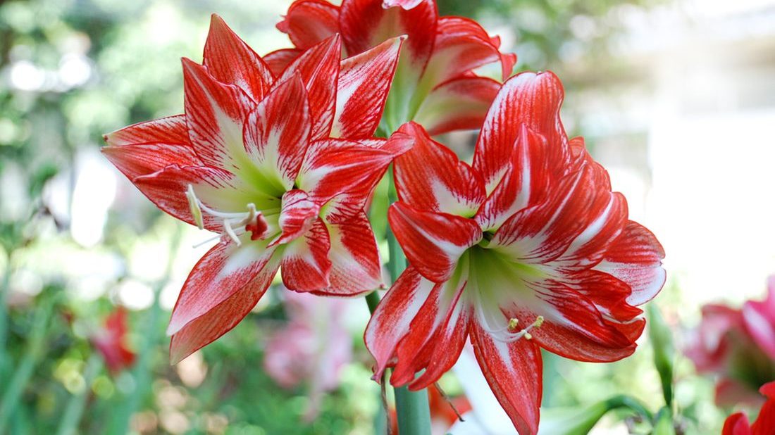 Jak pěstovat amarylis - rady a tipy pro úspěšné kvetení