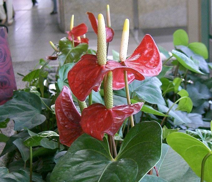 Jak pěstovat anturie: Exotické květiny pro radost a krásu