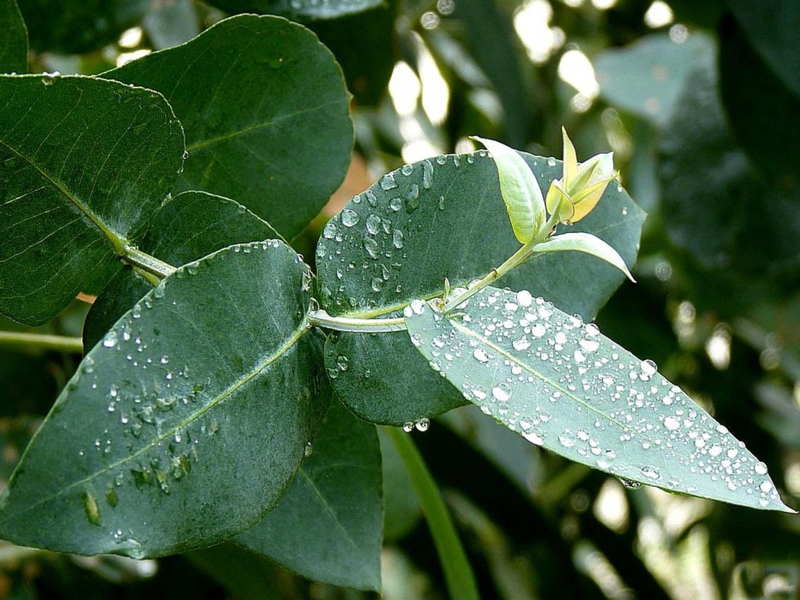 Jak pěstovat eukalyptus - rady pro úspěšné pěstování