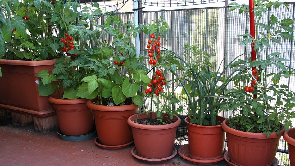 Jak pěstovat rajčata na balkoně: Tipy a rady