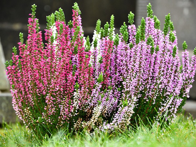 Jak pěstovat vřes - rady a tipy pro úspěšnou péči