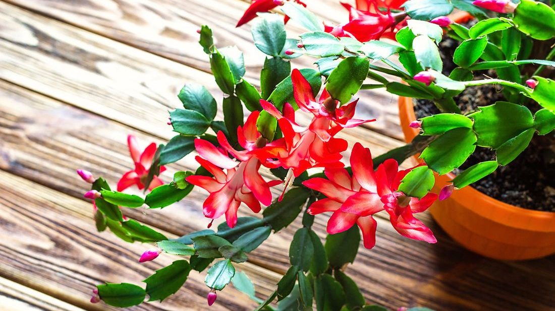 Jak pěstovat vánoční kaktus - tipy pro a kvetoucí keř