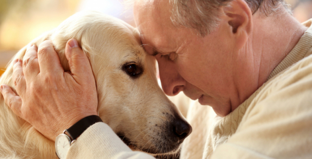 Jak pohřbít psa - krok za krokem