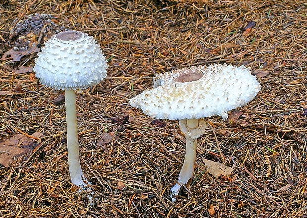 Jak poznat bedlu jedlou - rady pro bezpečné houbaření