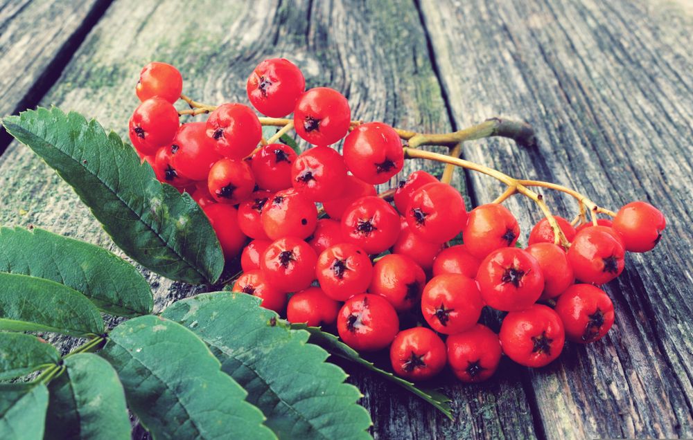 Jak poznat jedlé jeřabiny a jak je využít ve prospěch zdraví