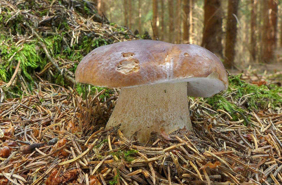 Jak rostou houby - tajemství jejich růstu a houbařské tipy