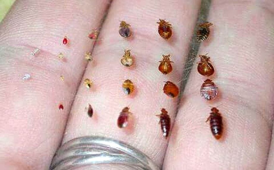 Jak se zbavit štěnic: Účinné metody a rady