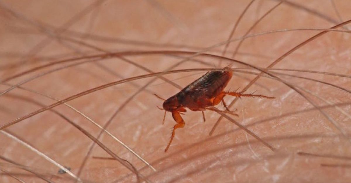 Jak se zbavit blech - prevence je nejlepší lék