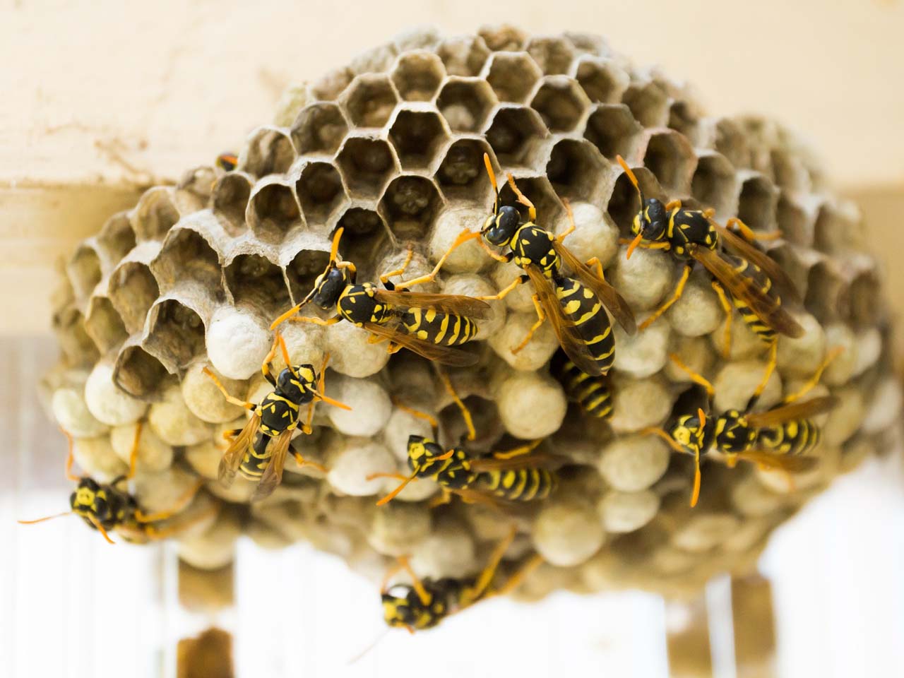 Jak na vosy - minimalizování útoků od vos