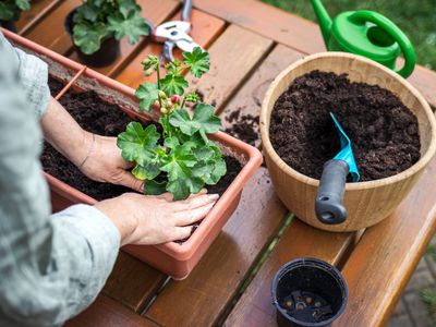 Jak správně zazimovat muškáty: Rady a tipy pro úspěšné přežití