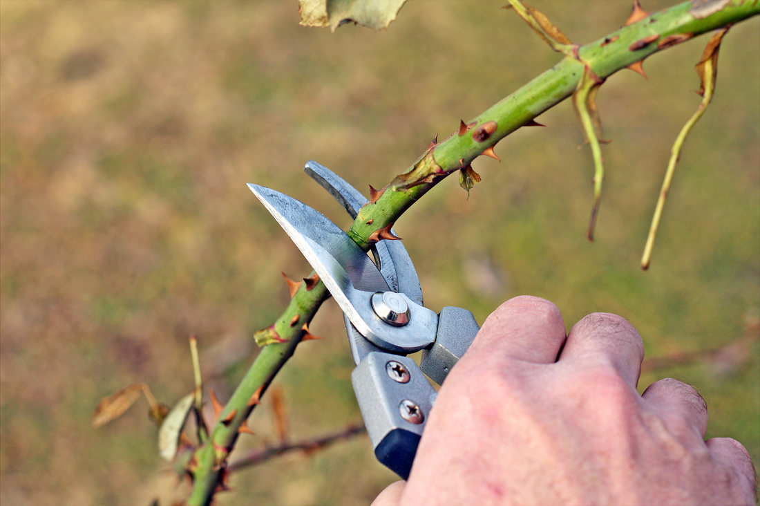 Jak stříhat růže: Průvodce pro zdravý růst a bohaté květy