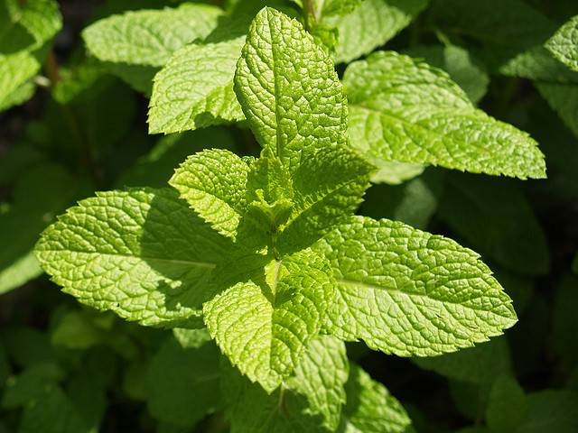 Jak uchovat mátu - tipy pro zachování čerstvé chuti