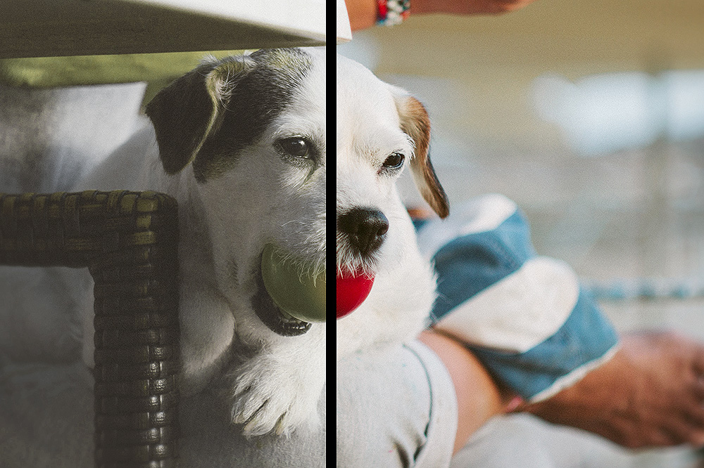 Jak vidí pes - jak se liší od zraku člověka