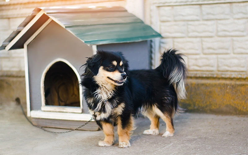 Jak vybrat pelíšky a boudy pro psy