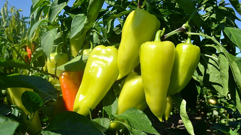 Jak pěstovat papriky - pěstování čerstvé zeleniny