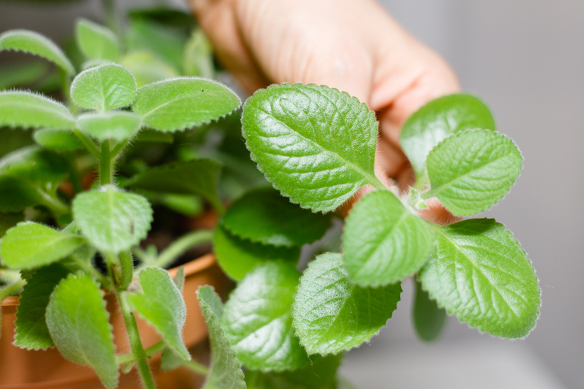 Jak zpracovat rýmovník a využít jeho blahodárné účinky?