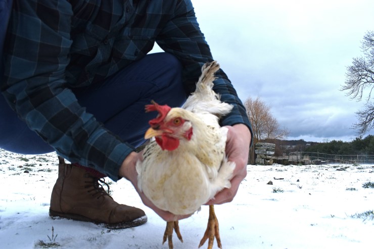 Jak zabít slepici - správný postup