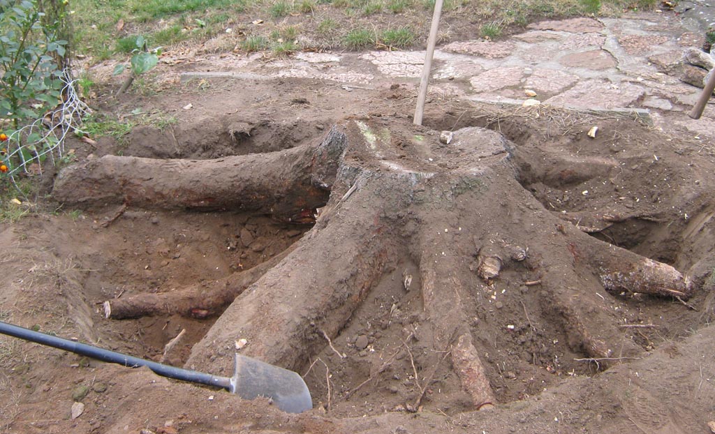 Jak zlikvidovat pařez: Efektivní způsoby odstranění