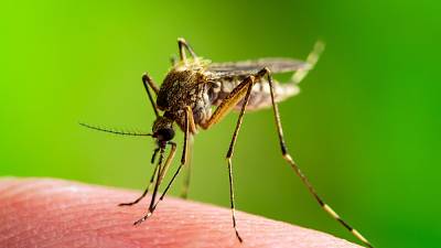 NOVÝ TISKNUTELNÝ A NOSITELNÝ REPELENT PROTI HMYZU