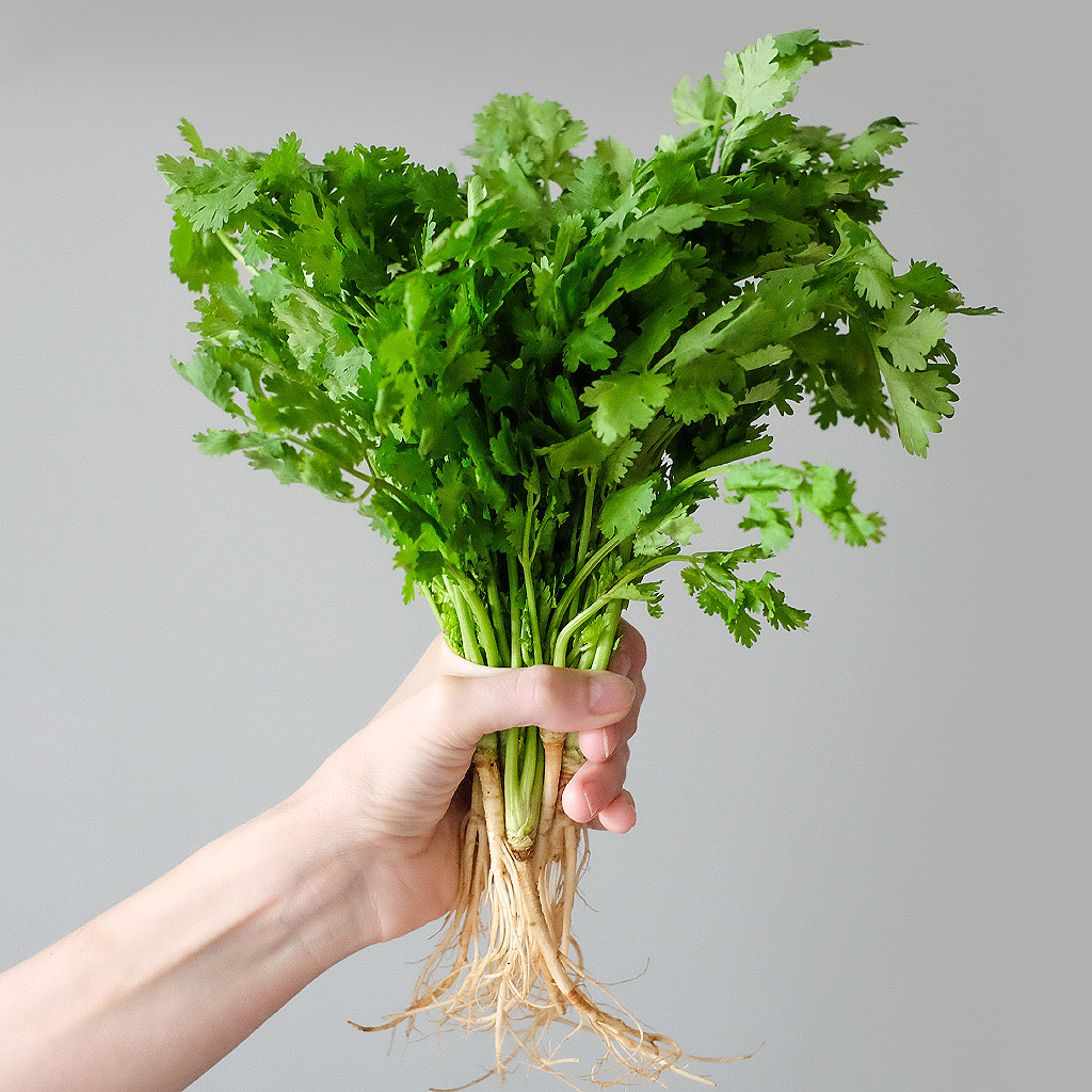 Koriandr: účinky, pěstování a využití v kuchyni