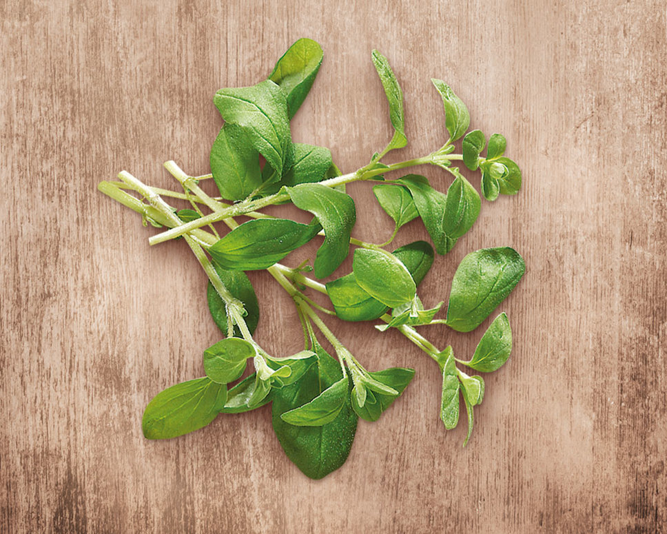 Majoránka: pěstování, sklizeň a léčivé účinky