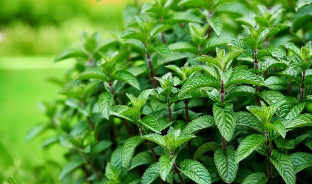 Máta: pěstování, účinky a využití v každodenním životě