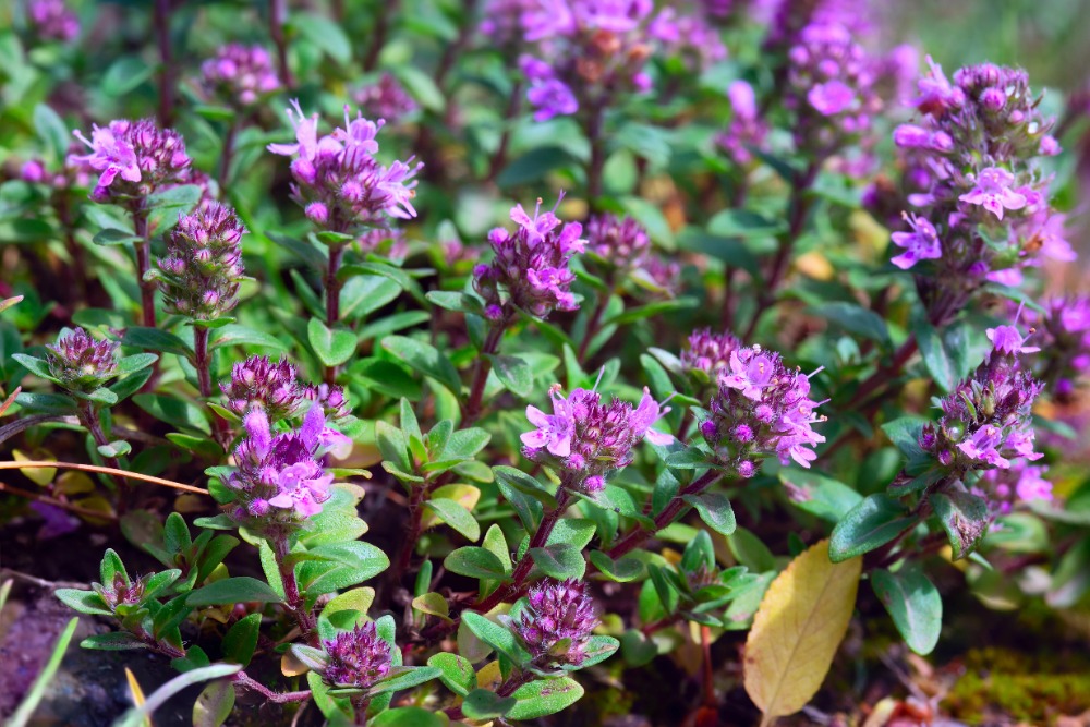 Mateřídouška: účinky, pěstování a použití