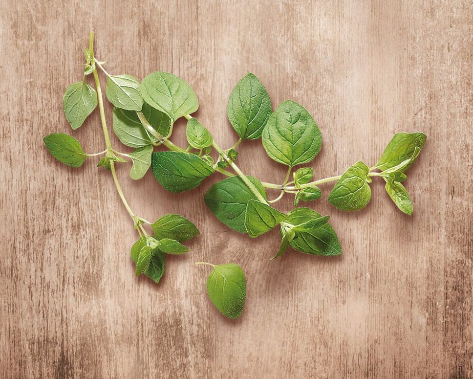 Oregano a dobromysl: účinky, pěstování a použití