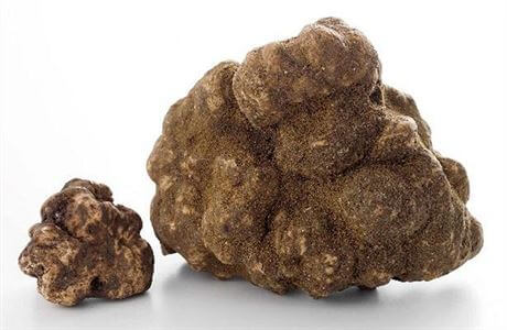 Jak dlouho roste lanýž: Záhadná cesta podzemního pokladu