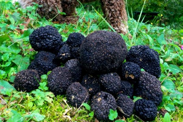 Proč je lanýž drahý: Přehled faktorů ovlivňujících cenu