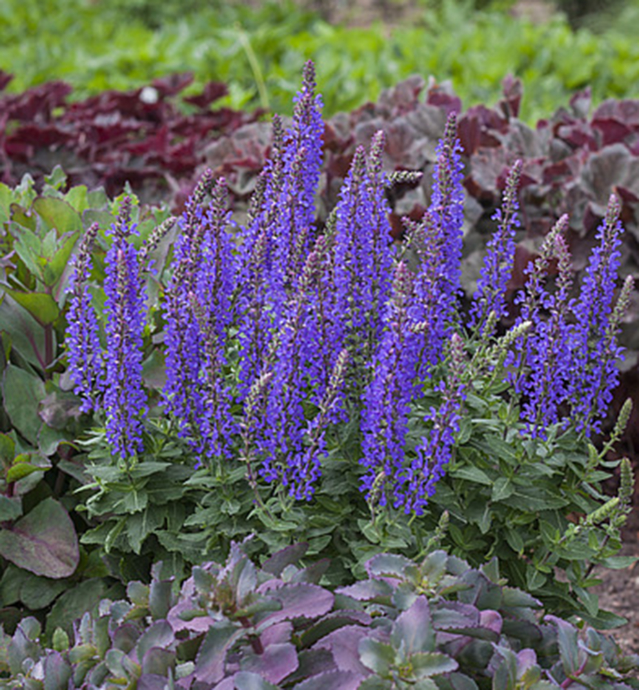 Šalvěj lékařská: účinky, druhy a pěstování