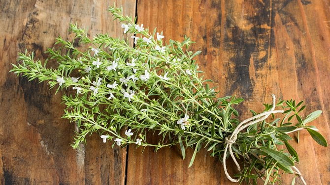 Saturejka: účinky, pěstování a použití v kuchyni