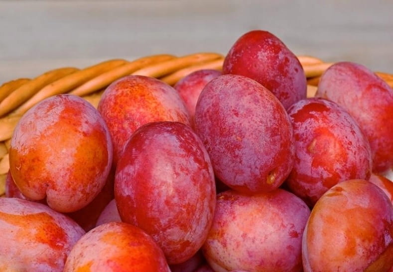 Zasazením švestky začíná dobrodružství, které zahradu promění v království šťavnatého ovoce