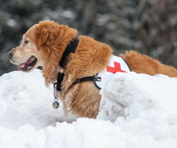 Péče o psy: Výchova, trénink, zdraví a plemena
