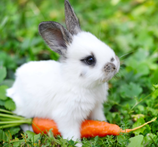 Péče o malá zvířata: Králíci, morčata, hlodavci a ptáci