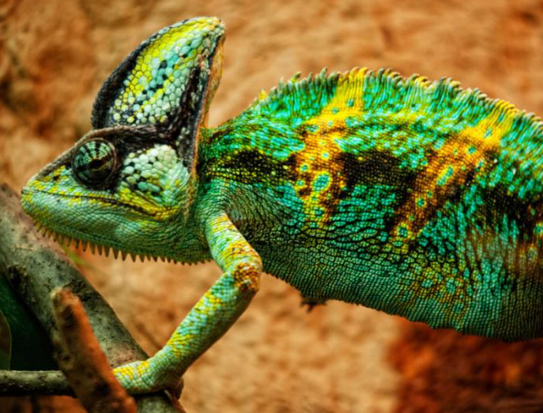Exotičtí mazlíčci: Plazi, chameleoni, hmyz a pavouci