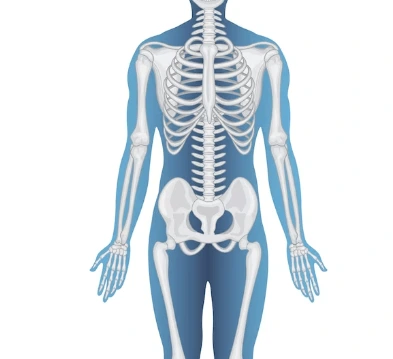 Kde a jaké orgány máme v těle