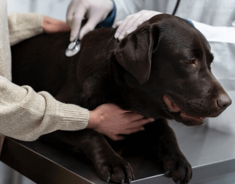 Co je to histiocytom a u koho se vyskytuje