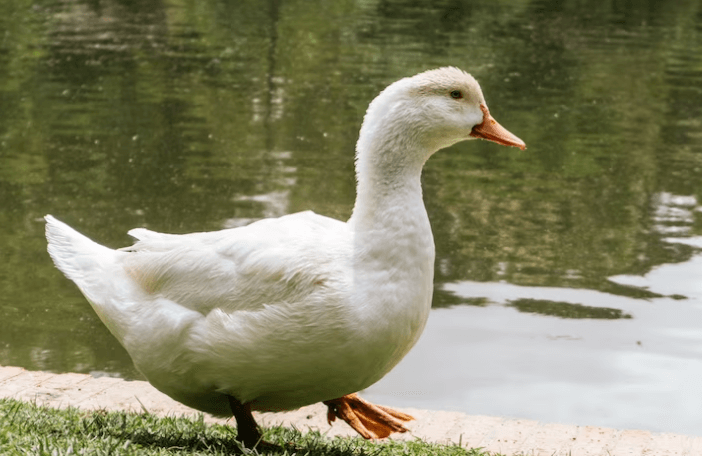 Jak zabít husu a jak ji správně připravit